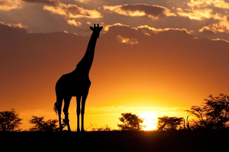 Silhouette einer Giraffe vor einem spektakulären Sonnenuntergang