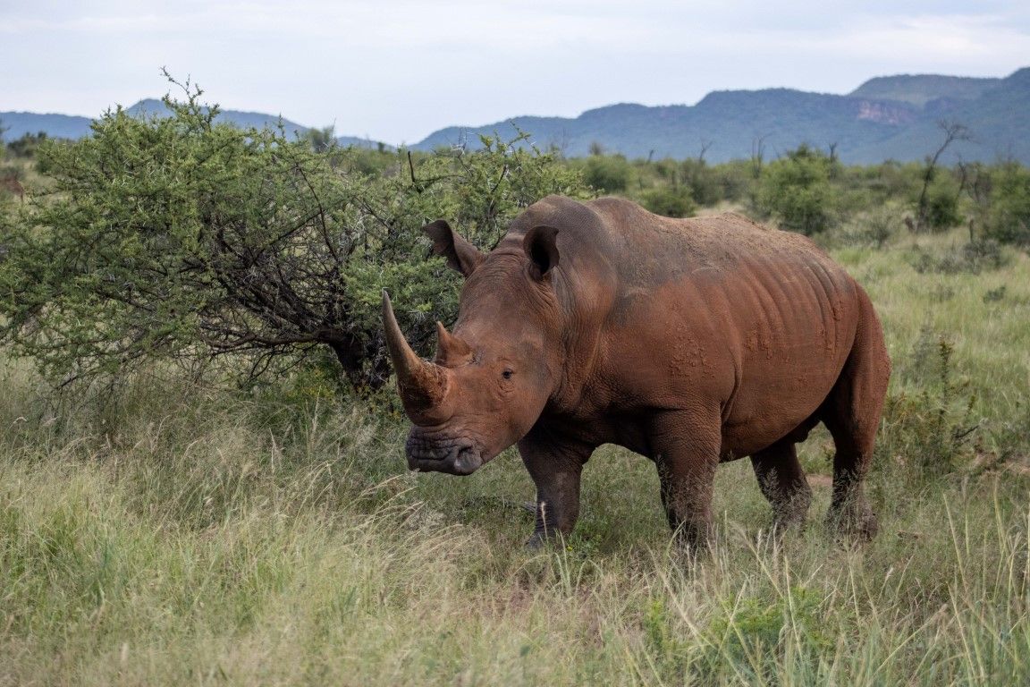 Let the animals come to you at Motswiri Private Safari Lodge