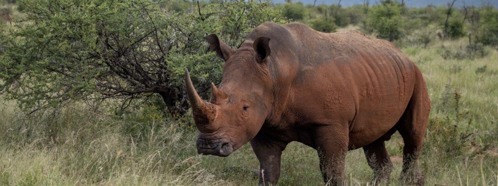 Let the animals come to you at Motswiri Private Safari Lodge