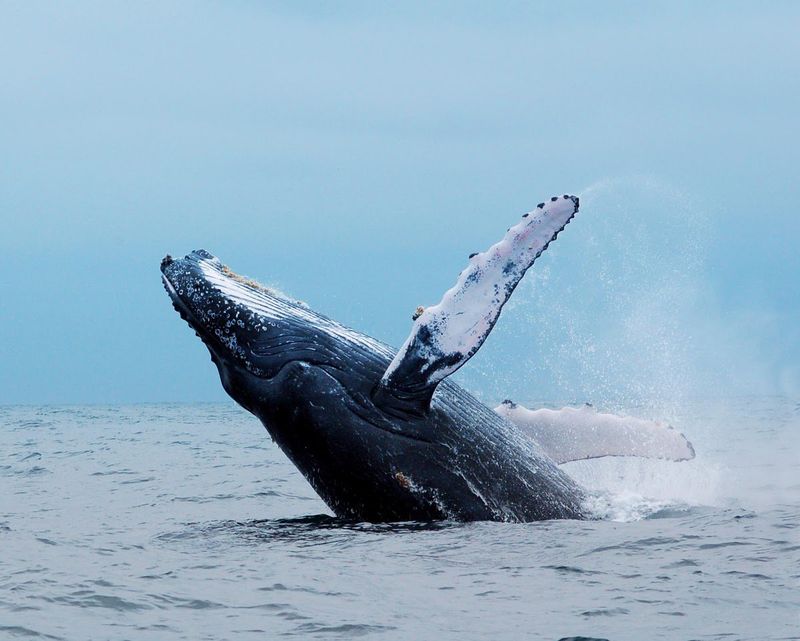 L'hiver est la saison d'observation des baleines, surtout le long de la Whale route