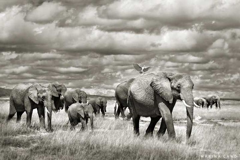 By Marina Cano