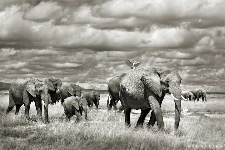 By Marina Cano