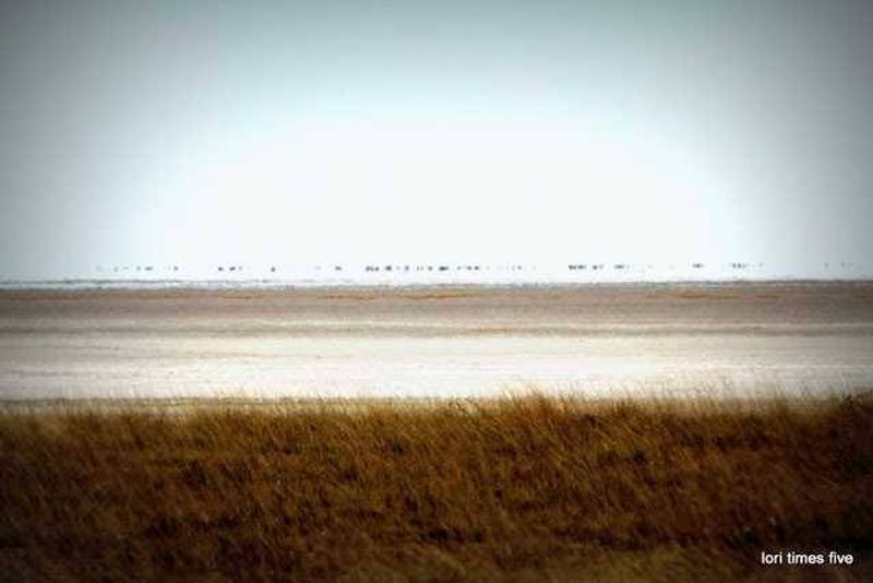 "Etosha means 'place of mirages' , 'land of dry water' or the 'great white place.' The silvery white sand plays tricks on your eyes, and mirages blur the horizon."