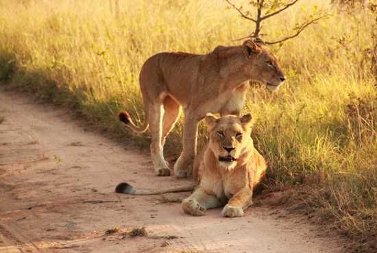 Morning lion sighting