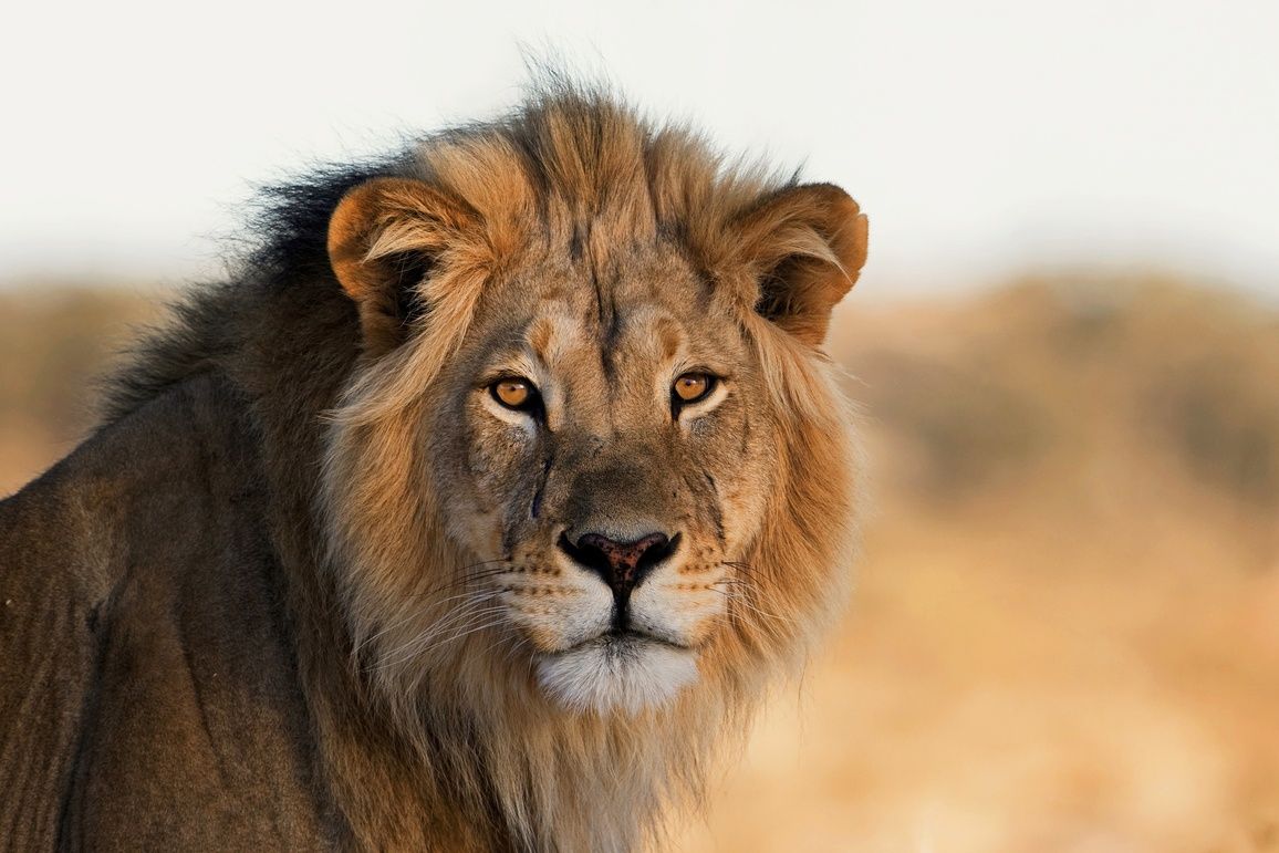 Safari sur les terres du légendaire lion Kapama