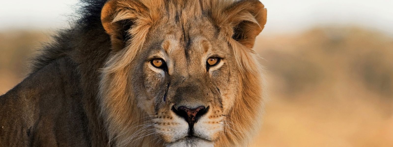 Safari sur les terres du légendaire lion Kapama