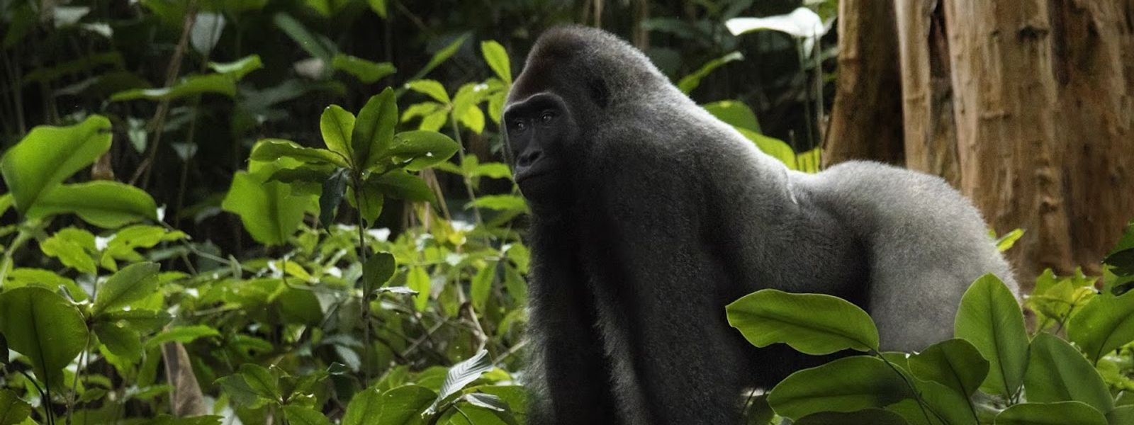 7 Gründe, warum Sie in den Kongo reisen sollten