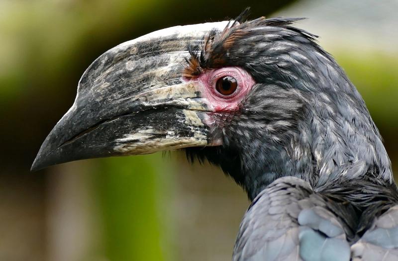 Victoria Falls Special Species