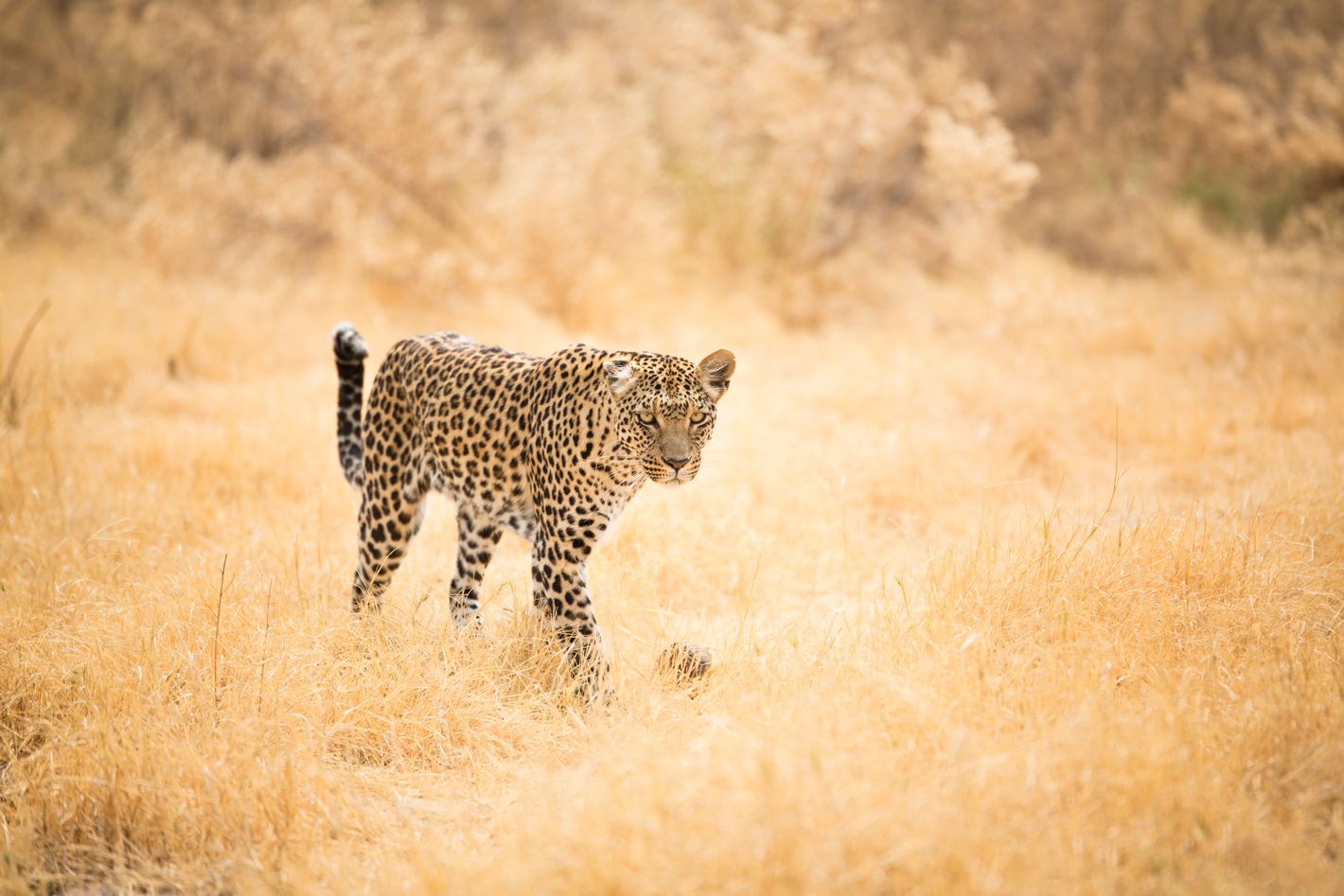 Africa's Photographer of the Year | 6 motivos para participar