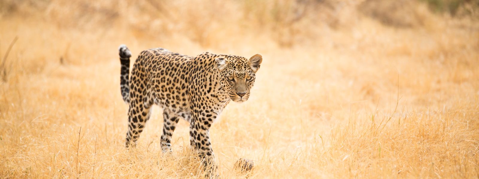 Africa's Photographer of the Year | 6 motivos para participar