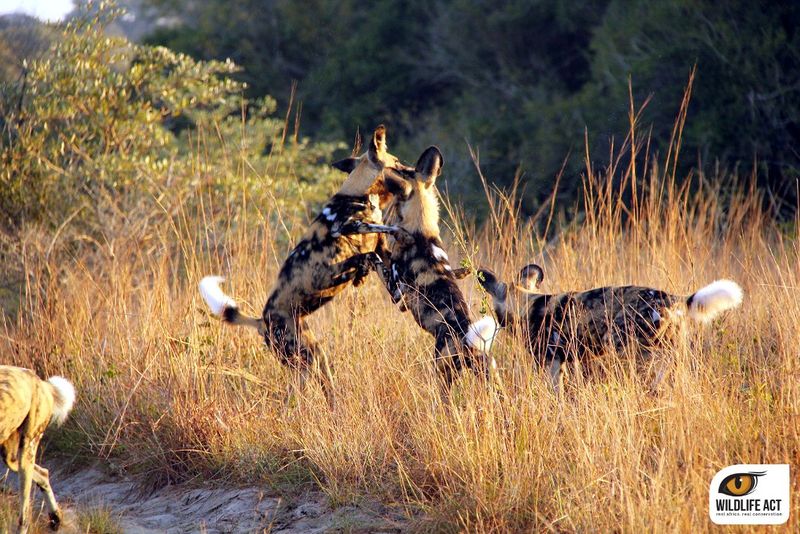 African Wild dogs rough play