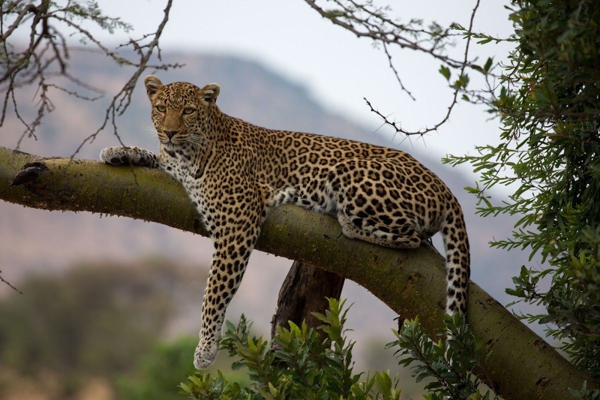 Follow in the Queen’s Footsteps Through Africa