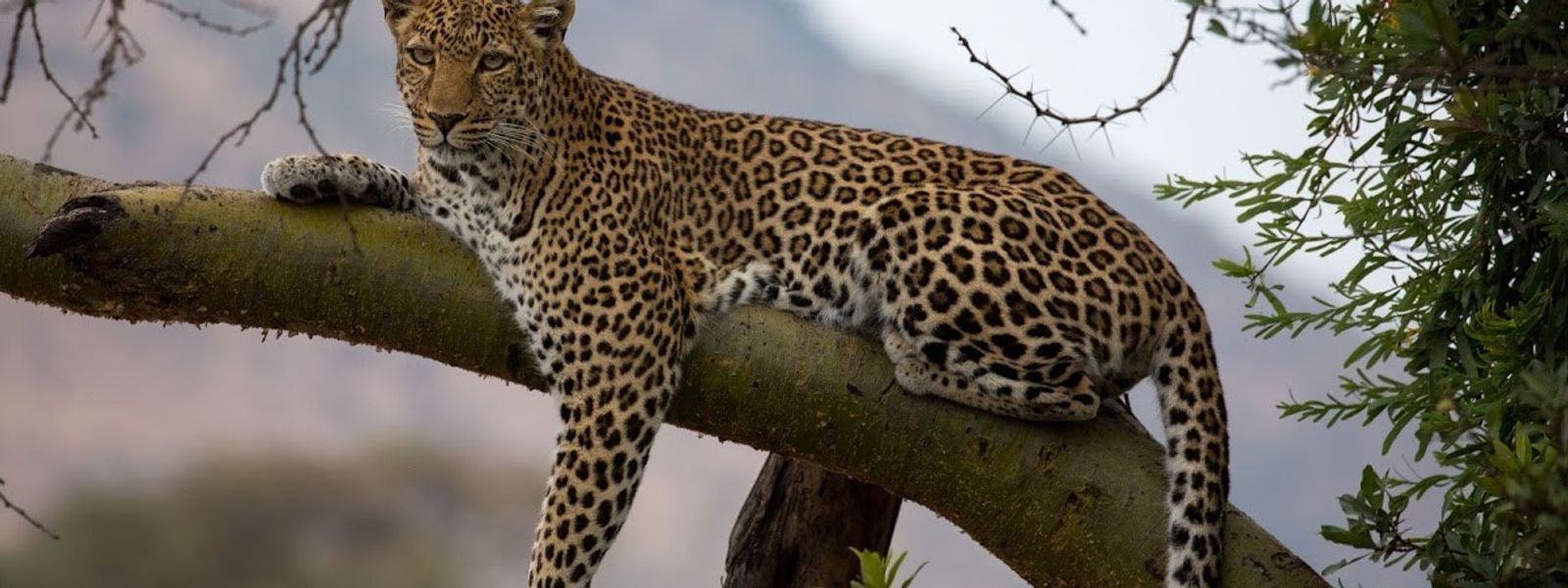 Follow in the Queen’s Footsteps Through Africa