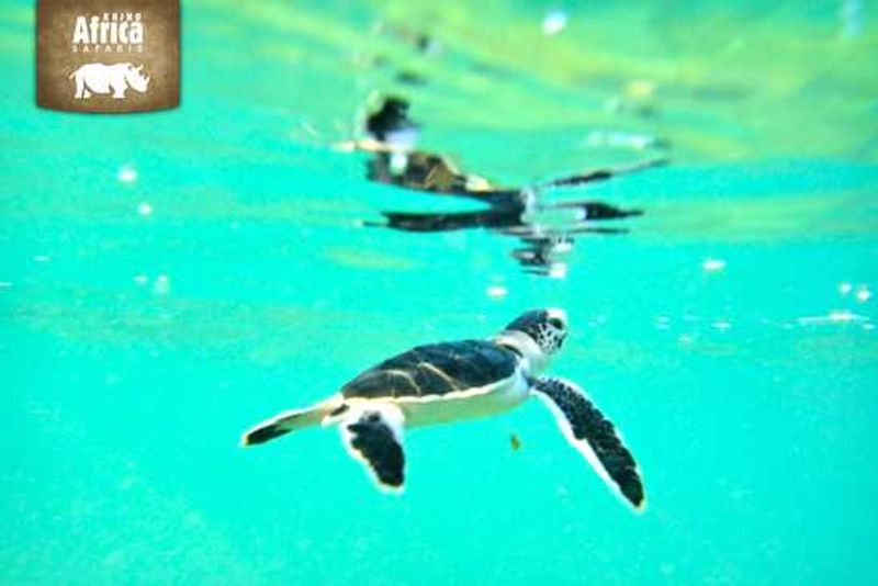 David Ryan snapped this little sea turtle swimming in Madagascar's waters