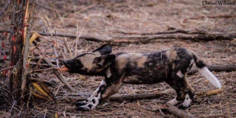 Premier pas dans la Savane pour cet adorable bébé Wild Dog.