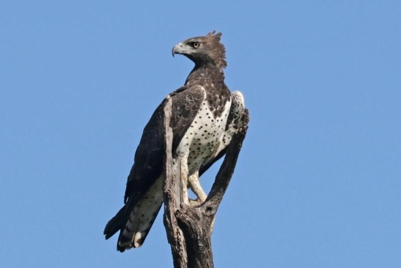 El águila marcial, una de las aves más elegantes del Parque Nacional Kruger. 