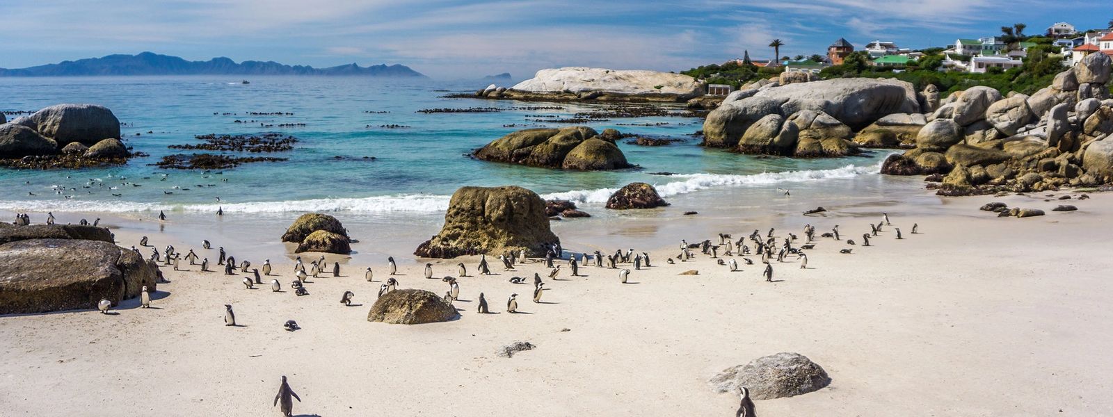 Visit Cape Town’s Penguins at Boulders Beach