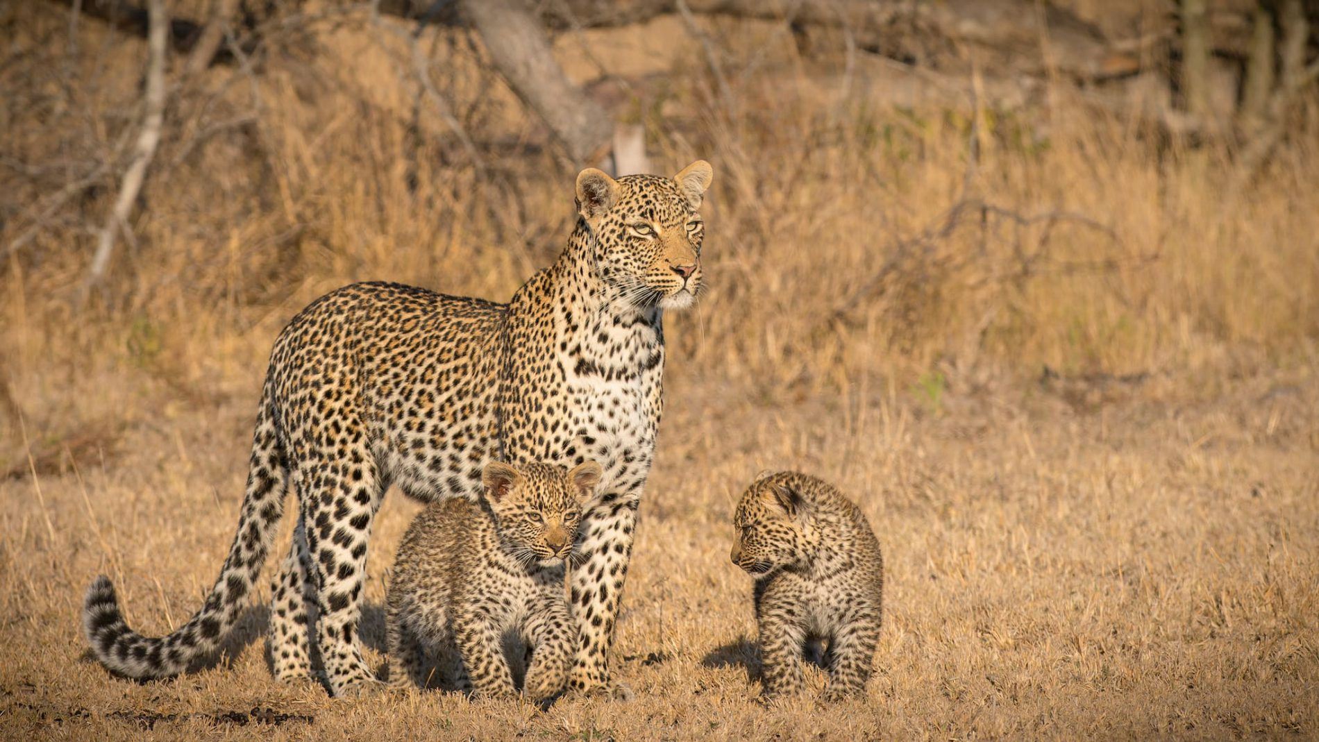 The Age Old Safari Debate - Destinations vs Product