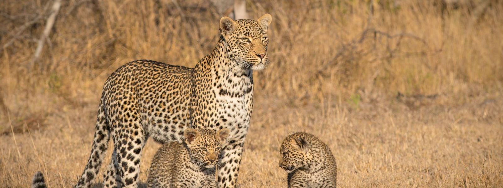 The Age Old Safari Debate - Destinations vs Product