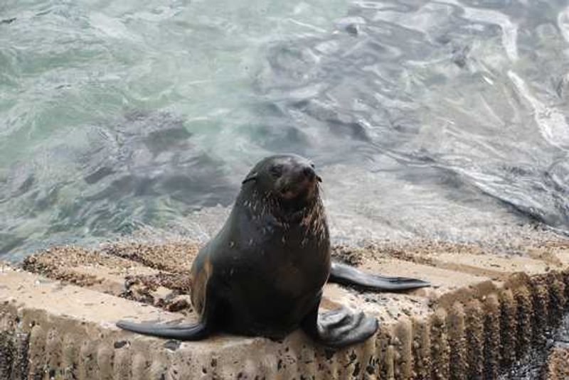 The marine mammal, the seal, forms part of the Marine 5