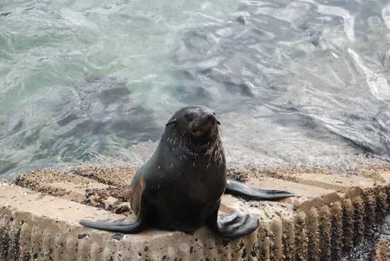 The marine mammal, the seal, forms part of the Marine 5