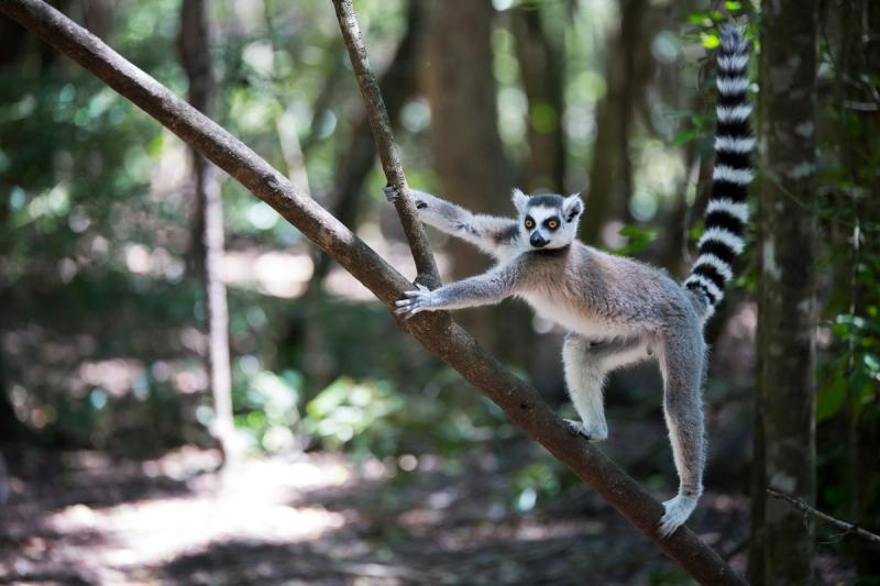 Lemur in Madagaskar klettert auf einem Baum herum