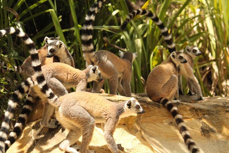 Eine Gruppe Lemuren in Madagaskar