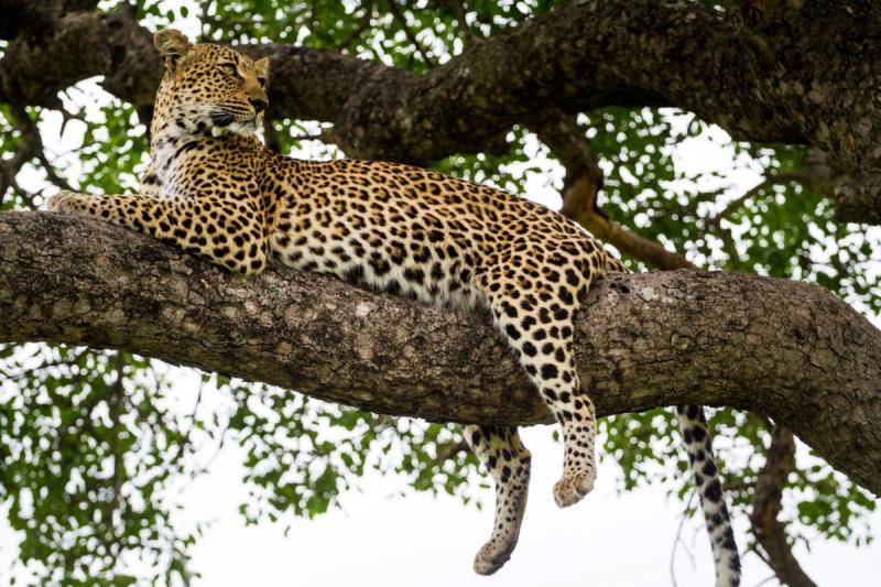 Leopard auf Baum