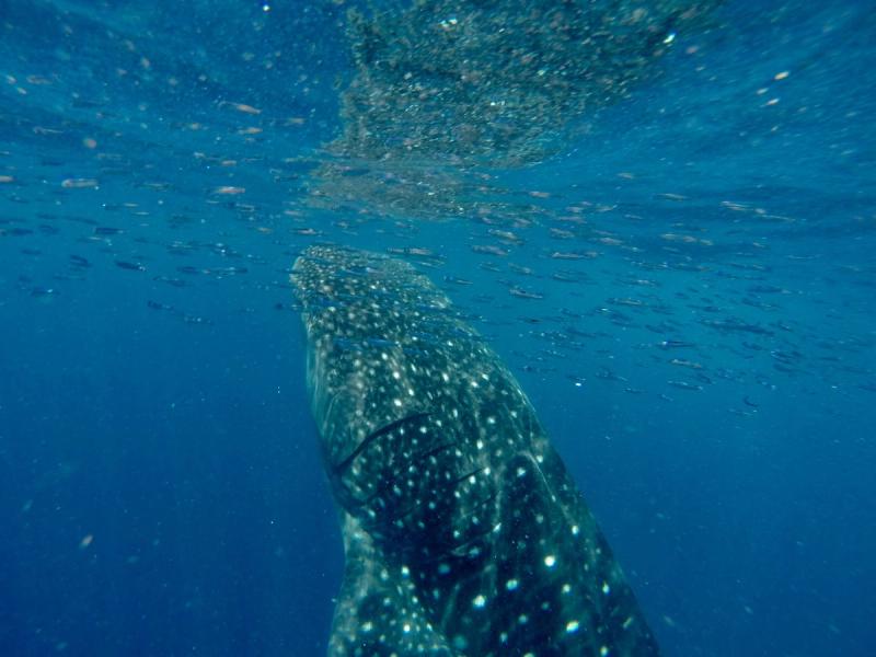 Dive with whale sharks in Madagascar 