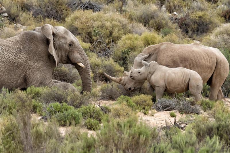 Rhino mom charges back at the elephant 