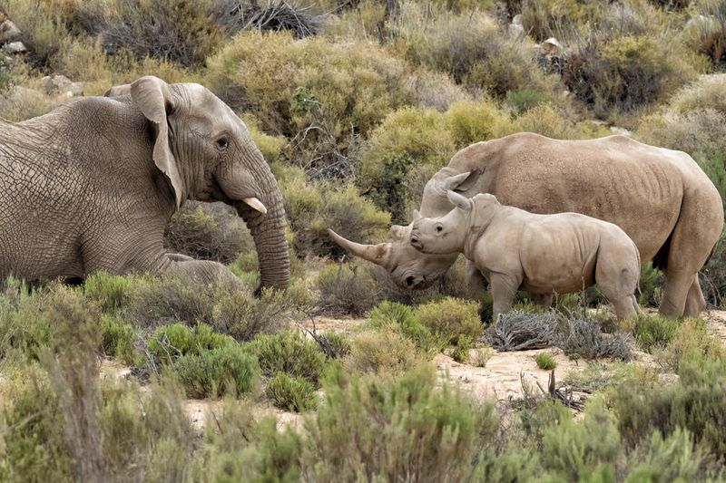 Rhino mom charges back at the elephant