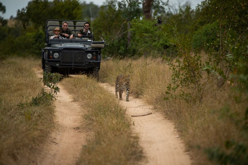 Leopard walking in front of a game vehicle on safari at Londolozi