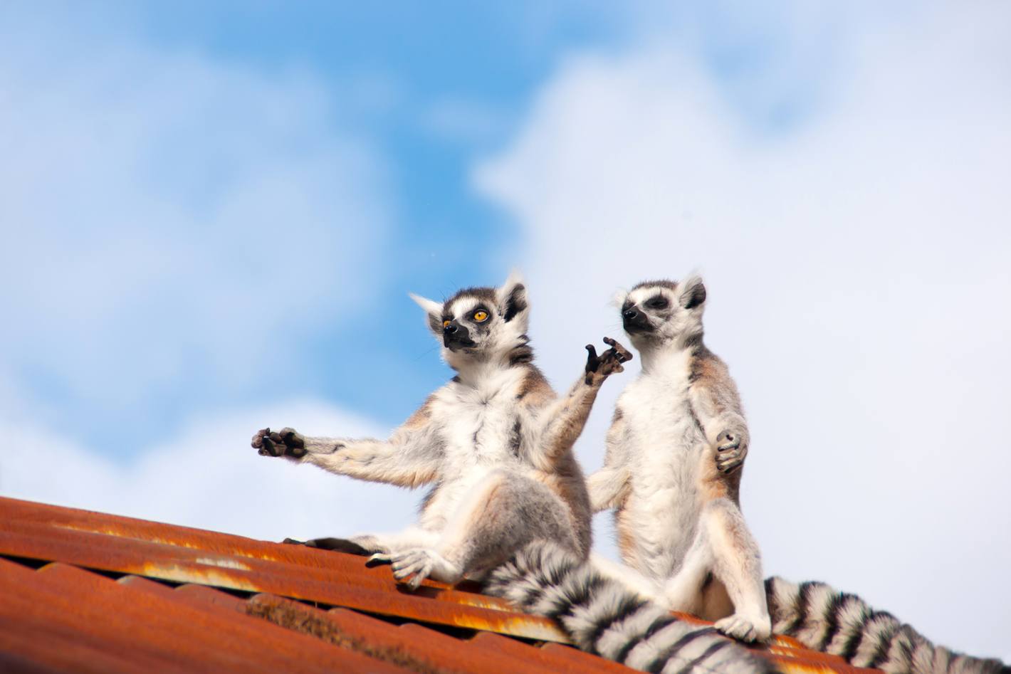 Weshalb wir Lemuren lieben – wissenswerte Fun Facts