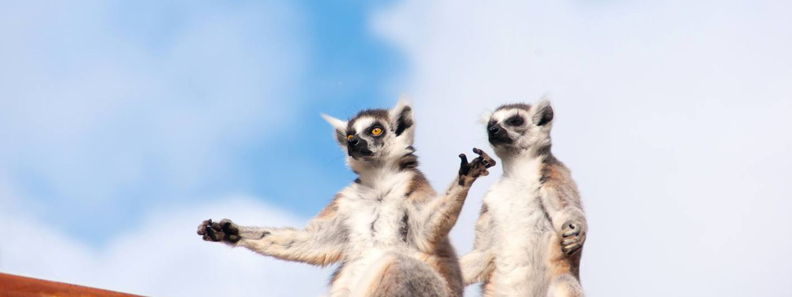 Weshalb wir Lemuren lieben – wissenswerte Fun Facts
