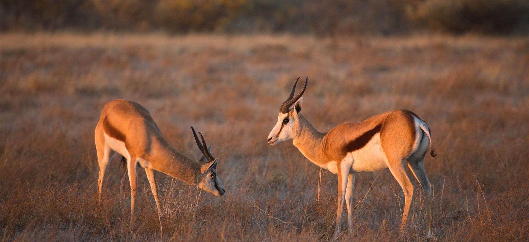 My Trip | Oliver's Tales Of The Kalahari | Part 1