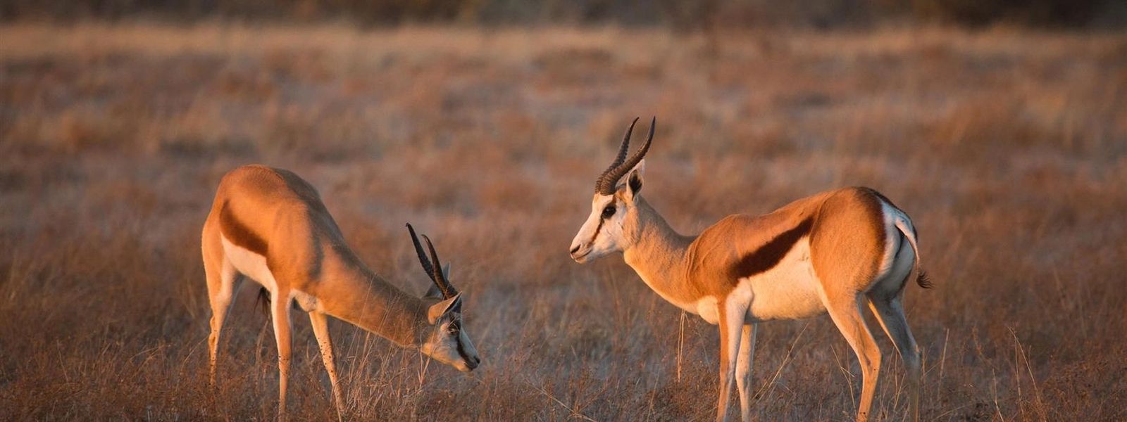 My Trip | Oliver's Tales Of The Kalahari | Part 1