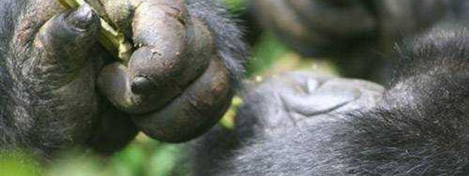 Gorillas in the Mist: PART 2