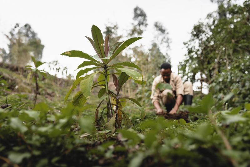 A worker planting trees to help restore and protect the forests of Rwanda