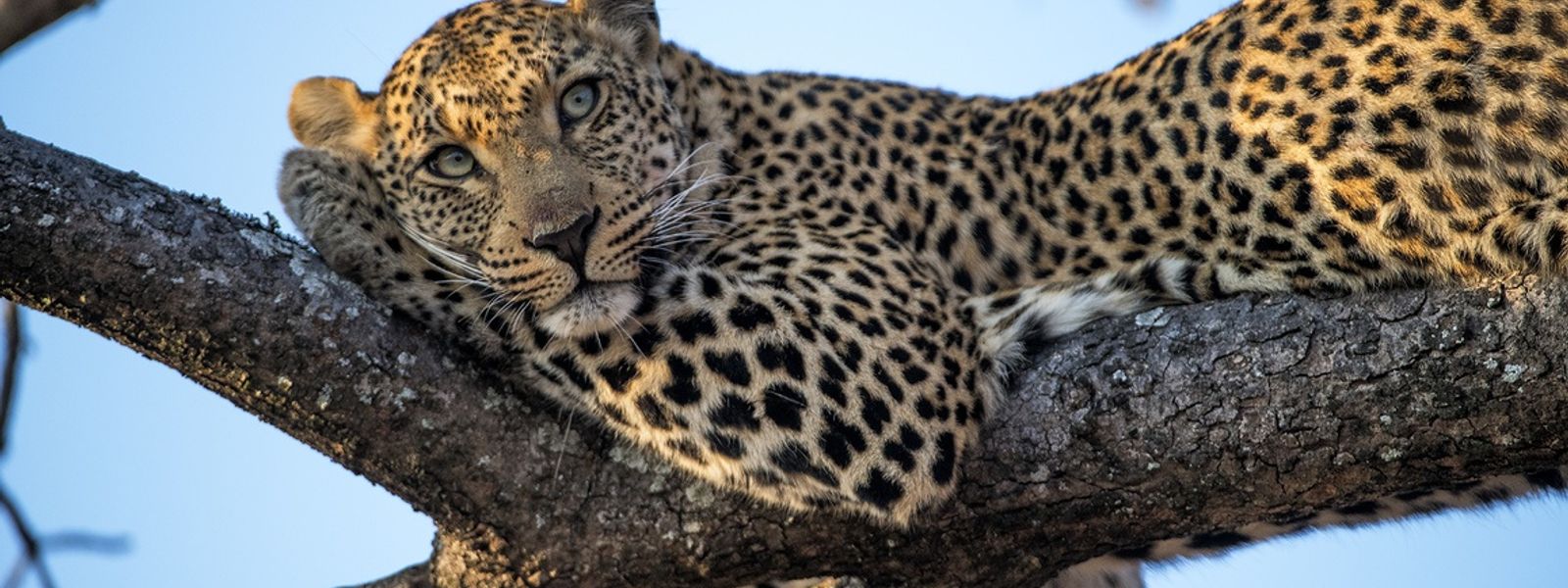 Que faire en Afrique du Sud ? Les 7 étapes incontournables