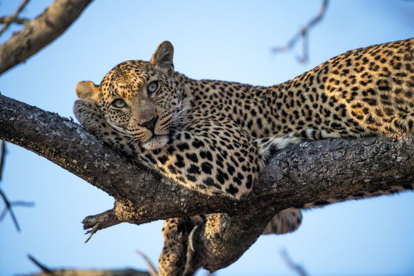 Que faire en Afrique du Sud ? Les 7 étapes incontournables