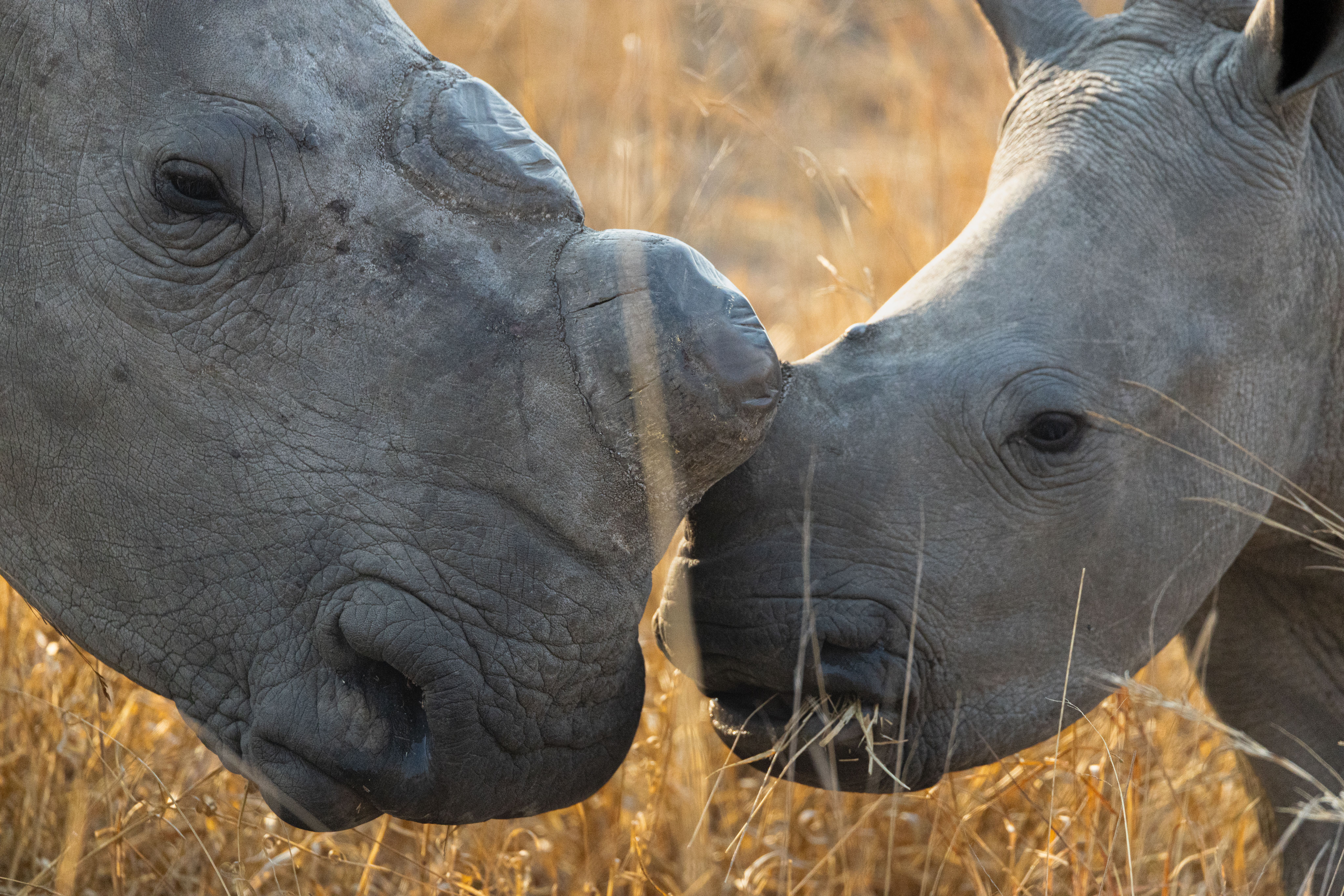 Rhino Renaissance: Eine Erfolgsgeschichte des modernen Nashornschutzes