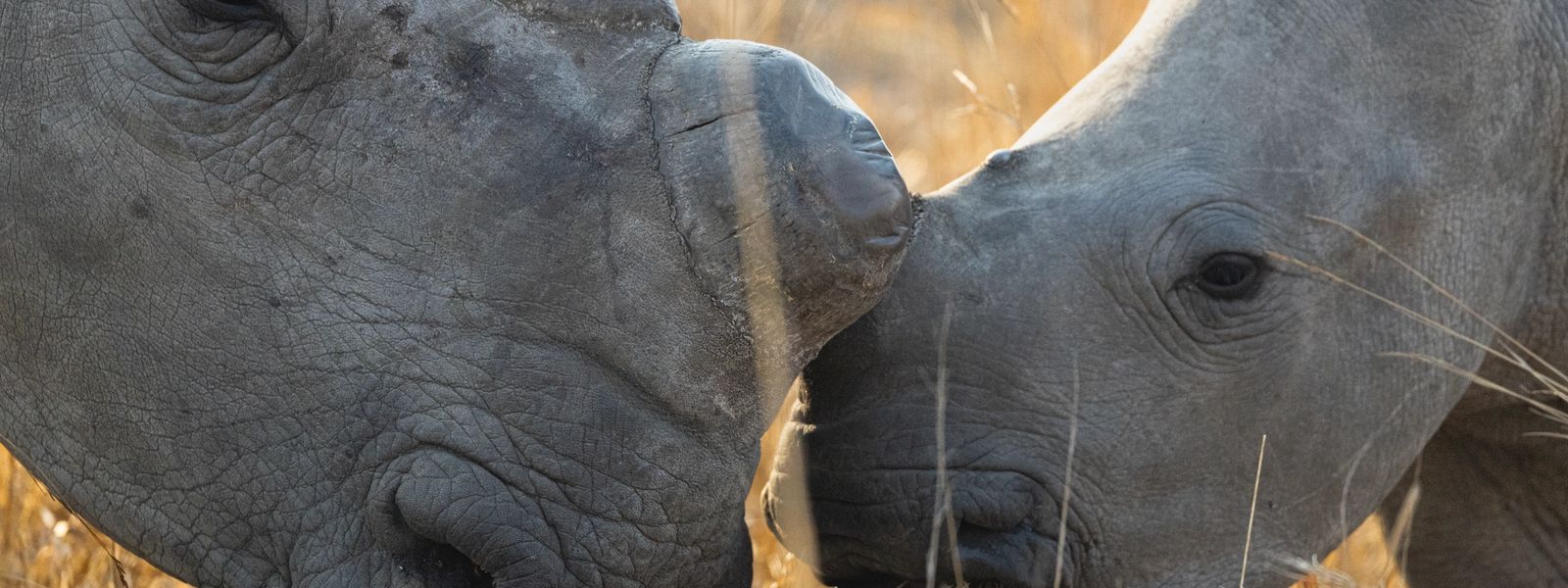 Rhino Renaissance: Eine Erfolgsgeschichte des modernen Nashornschutzes