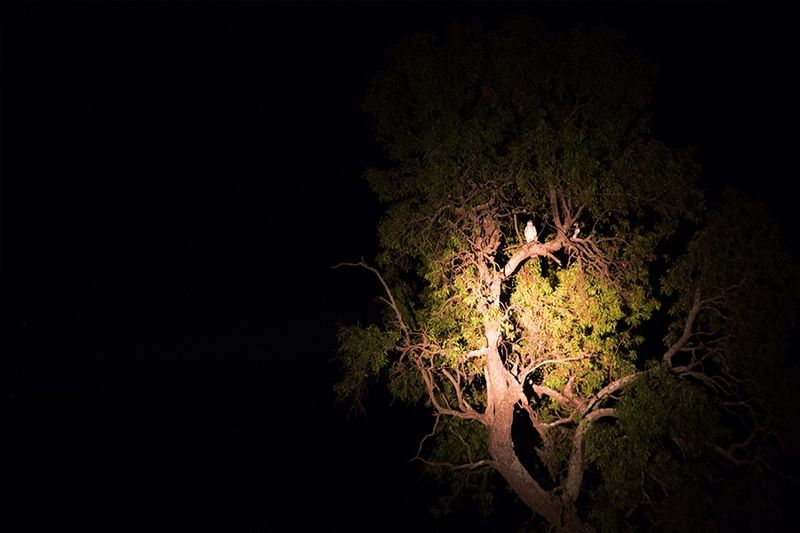 Ave é avistada durante safári noturno na Reserva Welgevonden