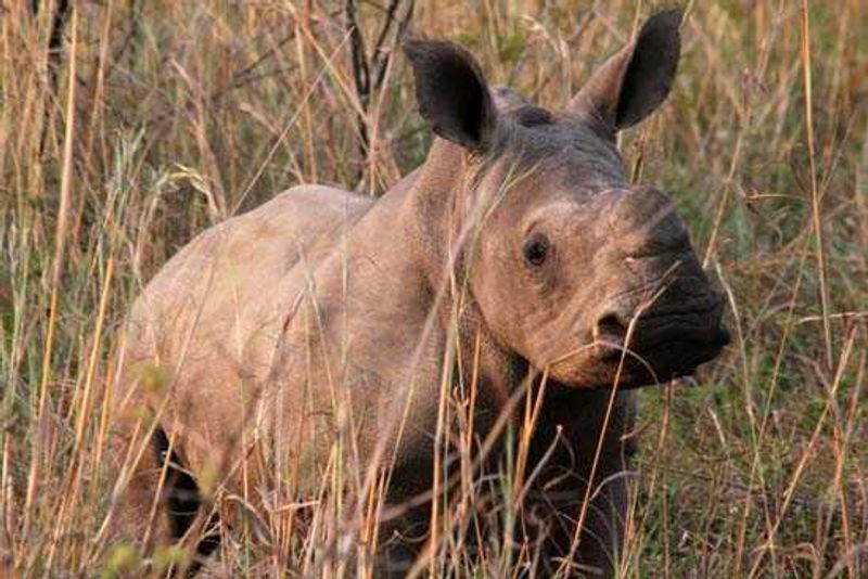 Contribue to saving this little rhino by participating in a conservation adventure