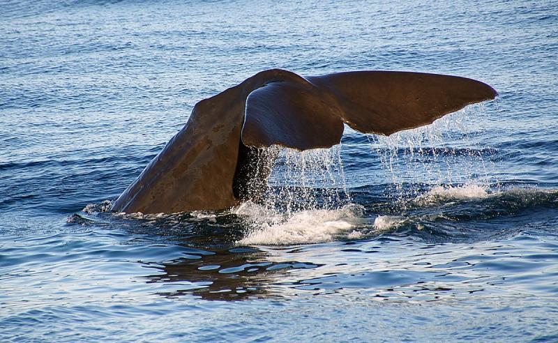 Spotting whales