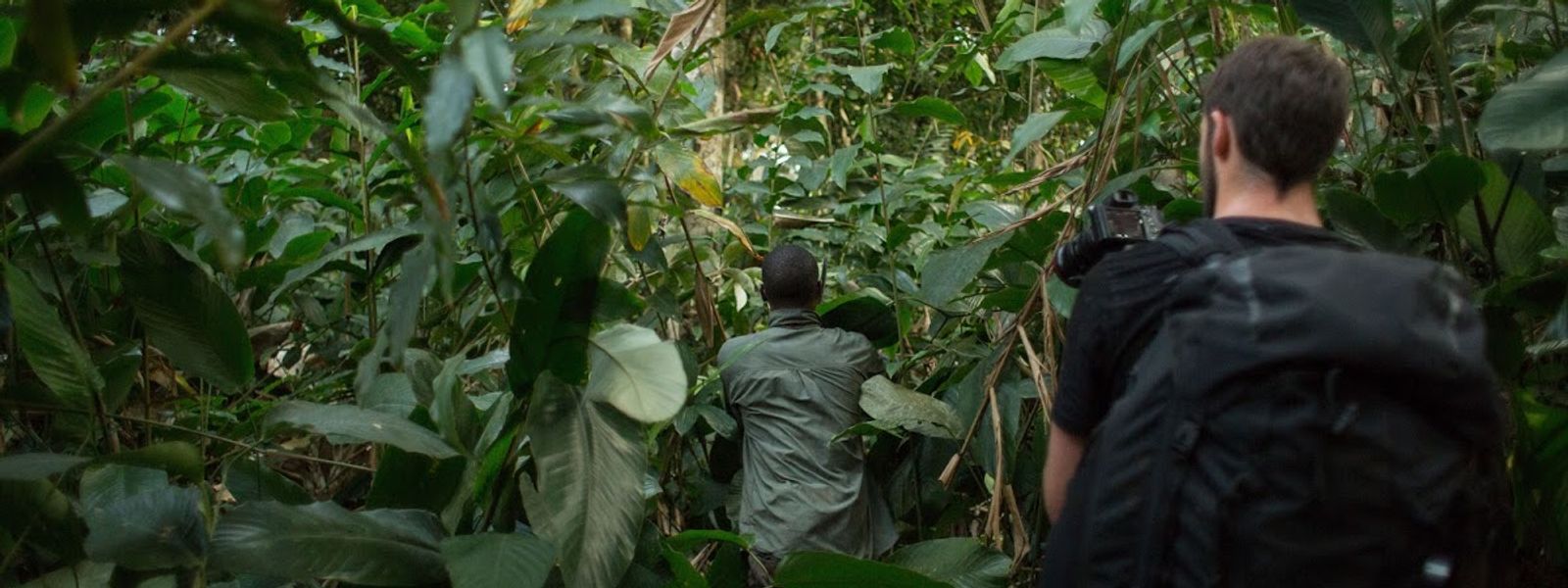 Trekking de gorilas en el Congo: cómo ver gorilas en África