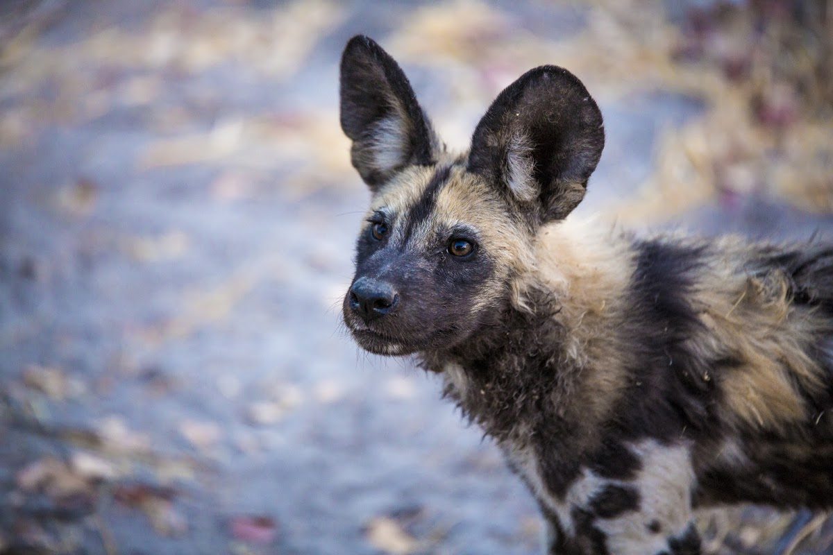 The Impact of Covid-19 on Wildlife Conservation in Africa