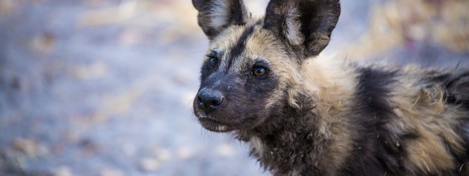 The Impact of Covid-19 on Wildlife Conservation in Africa