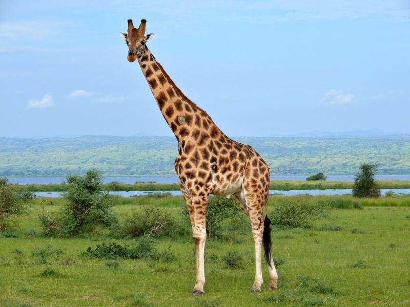 Endangered Rothschild's giraffe in Africa