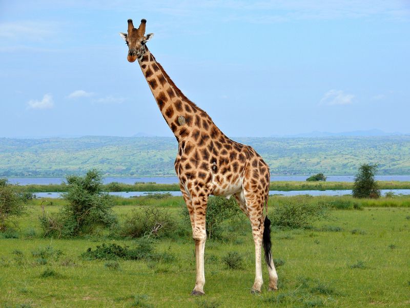 Endangered Rothschild's giraffe in Africa